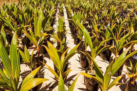 Aligned young plants in an oil palm plantation near Sambava, Eastern Madagascarの写真素材
