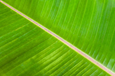 Closeup of leaf of banana treeの写真素材