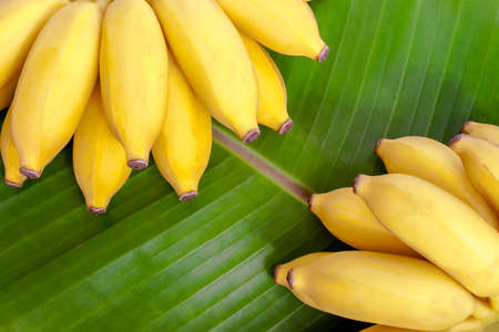 Bunch of ripe bananas on banana leaf backgroundの写真素材