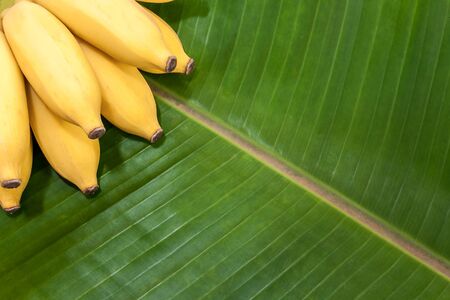 Bunch of ripe bananas on banana leaf backgroundの写真素材