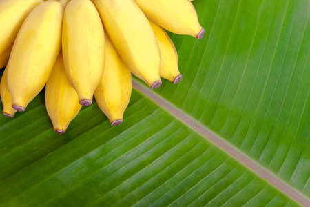 Bunch of ripe bananas on banana leaf backgroundの写真素材
