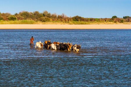 Malagasy farmer an his herd of zebus crossing the river Mangoky in Southwestern Madagascar on October 27, 2016のeditorial素材