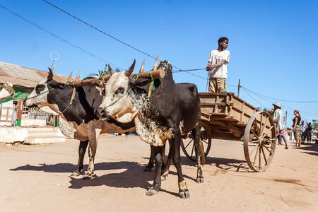 A Malagasy man driving a zebu cart on july 3, 2017 in the typical village of Belo sur Tsiribihina, western Madagascarのeditorial素材