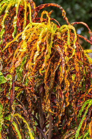 Croton tree with green, red and yellow leaves