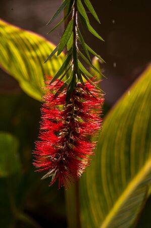 Callistemon, red tropical flower of Madagascarの写真素材