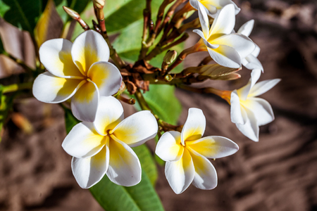 Flowers of frangipani (plumeria), tropical flowerの写真素材