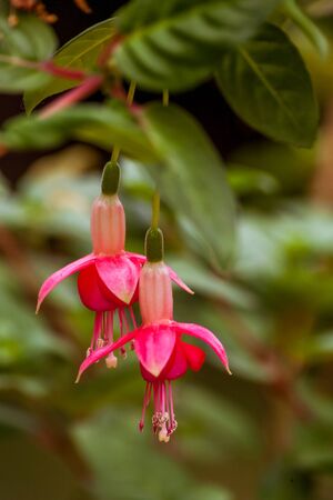 Two fuchsia flowers in a gardenの写真素材