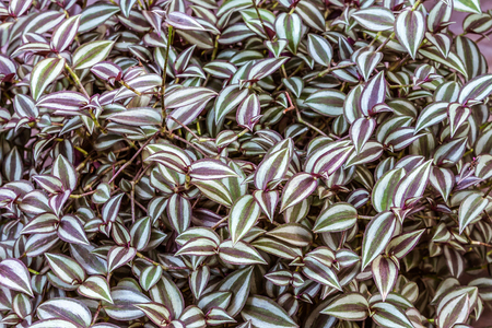 Leaves of Tradescantia zebrina backgroundの写真素材