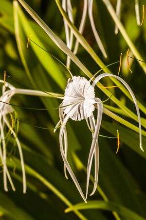Tropical flower - White Spider Lily - Hymenocallis sp.の写真素材