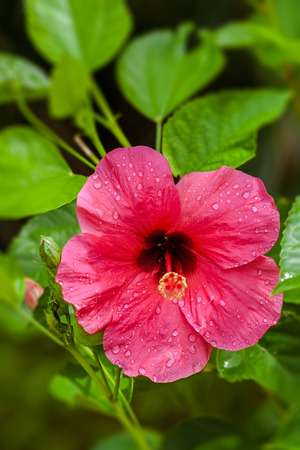 Pink Hibiscus , known as rose mallow from tropical gardensの写真素材
