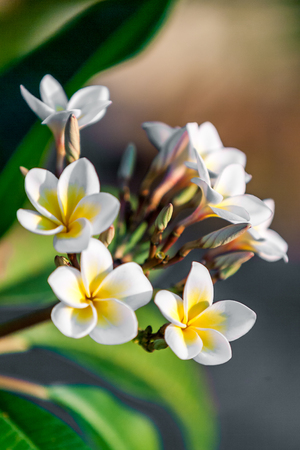 Flowers of frangipani (plumeria), tropical flowerの写真素材