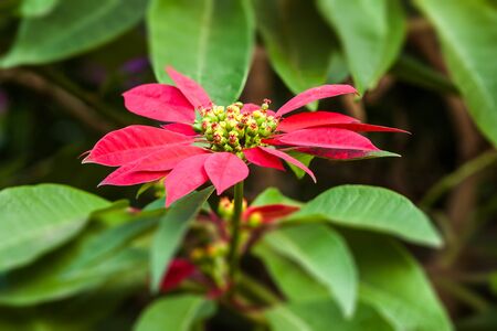Red poinsettia flowers (Euphorbia pulcherrima), aka Christmas Starの写真素材