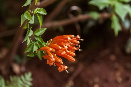 Pyrostegia venusta, known as flamevine or orange trumpetvine