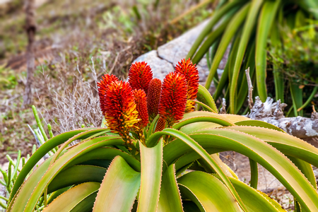 Wild Aloe Vera in bloom in southern Madagascarの写真素材