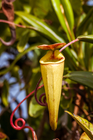 Nepenthes, carnivorous plant endemic to southern Madagascarの写真素材