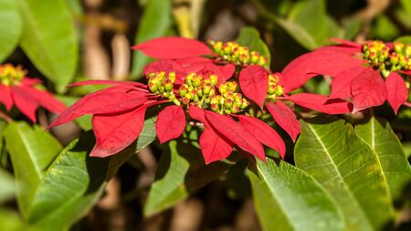 Red poinsettia flowers (Euphorbia pulcherrima), aka Christmas Starの写真素材
