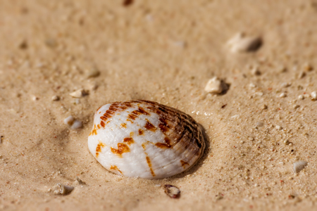 Seashell on the sand in south-western Madagascarの写真素材