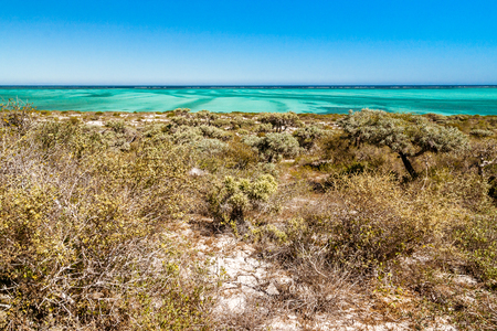 Thorny and dry vegetation in south-western Madagascarの写真素材