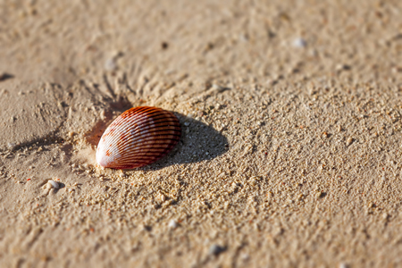Seashell on the sand in south-western Madagascarの写真素材