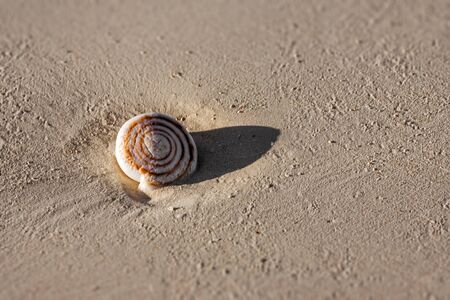 Seashell on the sand in south-western Madagascarの写真素材