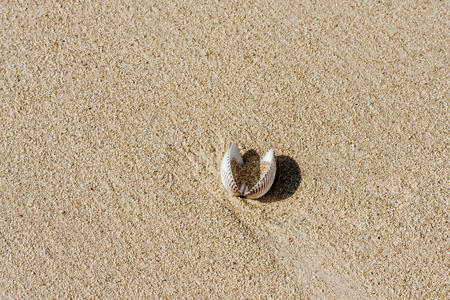 Seashell on the sand in south-western Madagascarの写真素材