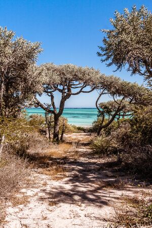 Thorny and dry vegetation in south-western Madagascarの写真素材
