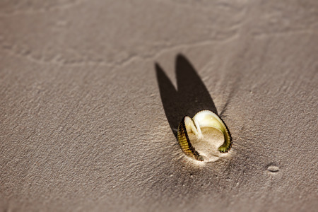 Seashell on the sand in south-western Madagascar