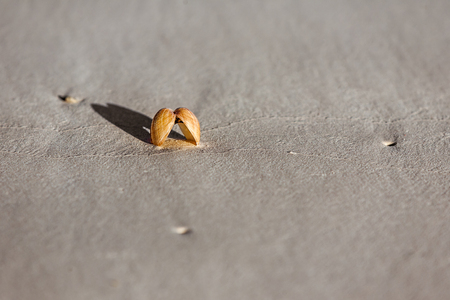 Seashell on the sand in south-western Madagascarの写真素材
