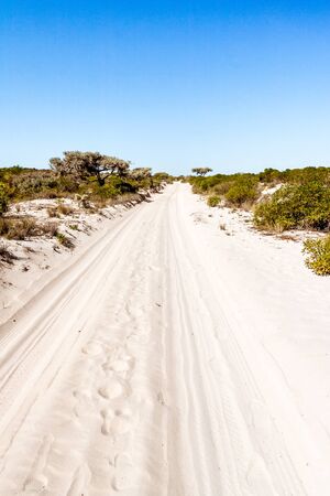 White sand track in the bush of southwestern Madagascarの写真素材