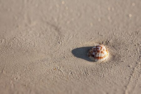 Seashell on the sand in south-western Madagascarの写真素材
