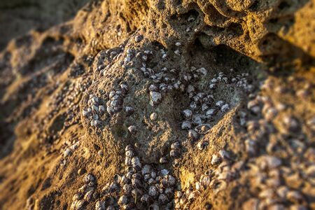 Wild oysters attached to the rock at low tideの写真素材