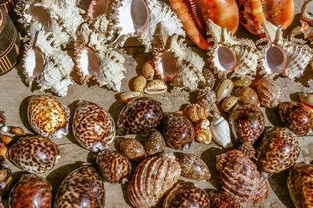 Background of shells for sale in a souvenir shopの写真素材