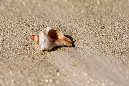 Seashell on the sand in south-western Madagascarの写真素材