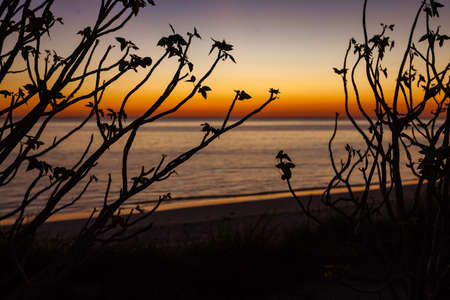 Thorny vegetation at sunset in southwestern Madagascarの写真素材