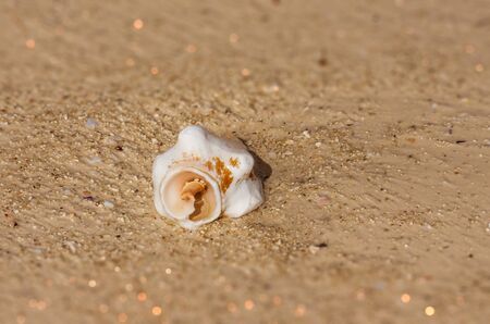 Seashell on the sand in south-western Madagascarの写真素材