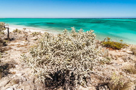 Thorny and dry vegetation in south-western Madagascarの写真素材