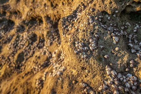 Wild oysters attached to the rock at low tide