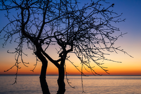 Tree at sunset in southwestern Madagascarの写真素材