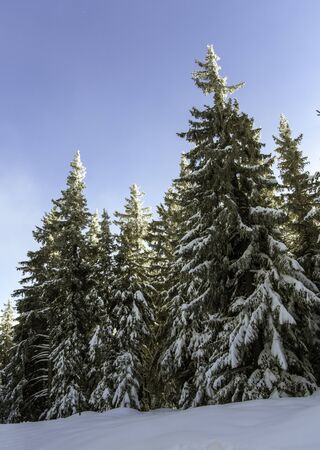 Snow-covered fir trees in Chamrousse, French Alpsの写真素材