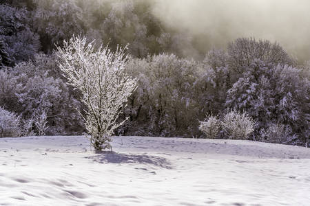 Winter landscape, vegetation covered with snow in a cloudの写真素材