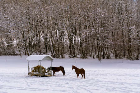 Horses at winter on a frosty day on paddock pasture with snowの写真素材