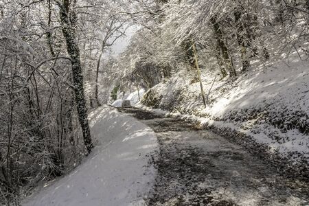 Forest path in the snowy undergrowthの写真素材