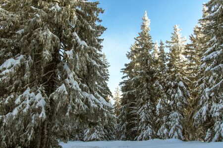 Snow-covered fir trees in Chamrousse, French Alpsの写真素材