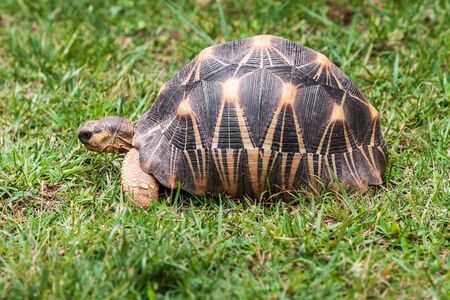 The Radiated tortoise (Astrochelys radiata), endemic of southern Madagascarの写真素材