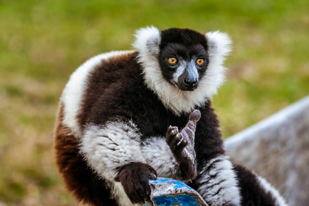 Brown and white lemur Vari (ruffed lemur) in his natural environment of Madagascarの写真素材