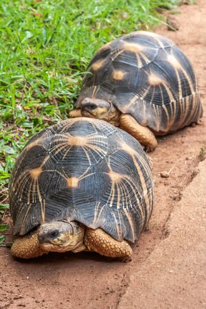 The Radiated tortoise (Astrochelys radiata), endemic of southern Madagascarの写真素材
