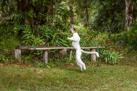 Verreaux's sifaka (Propithecus verreauxi), or "white sifaka", endemic lemur of  Madagascarの写真素材