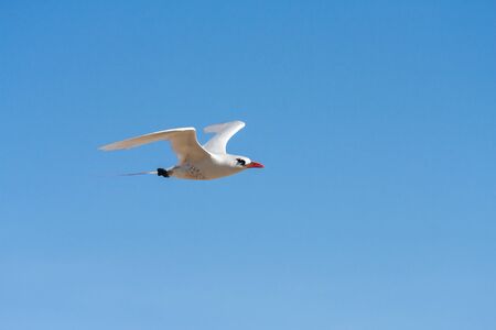 Red-billed tropicbird "Paille-en-Queue", seabird of tropical oceansの写真素材