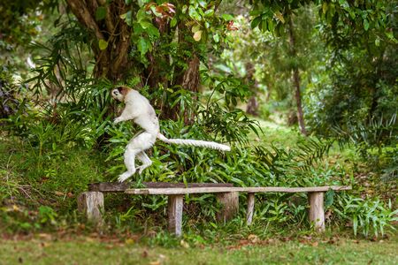 Verreaux's sifaka (Propithecus verreauxi), or "white sifaka", endemic lemur of  Madagascarの写真素材
