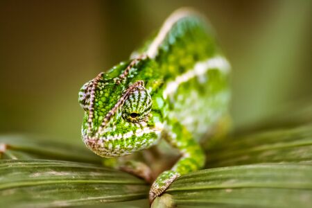 Panther chameleon, endemic reptile of Reunion, Mauritius and Madagascar islands.の写真素材